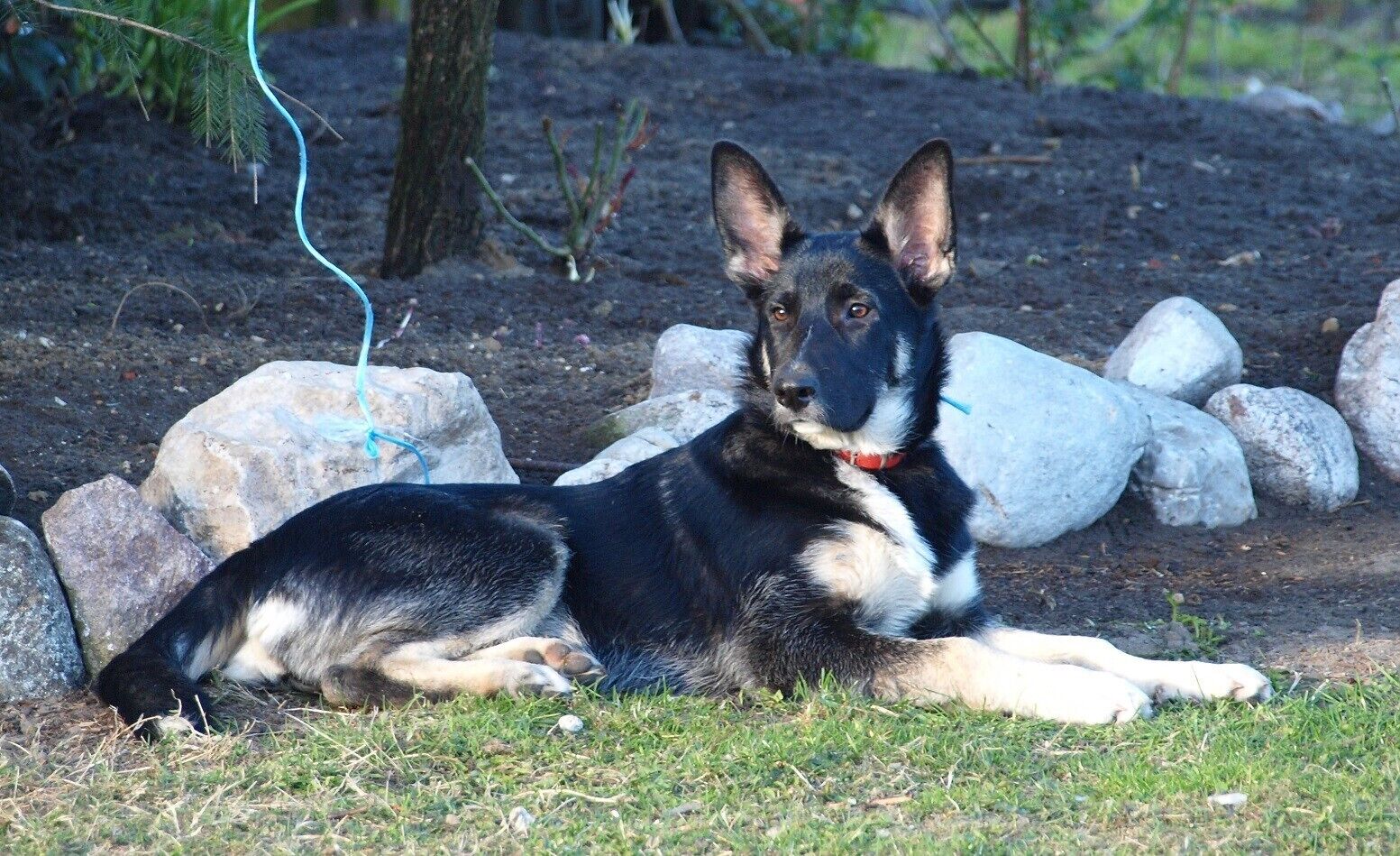 A dog lying on grass with rocks and a tree in the background.