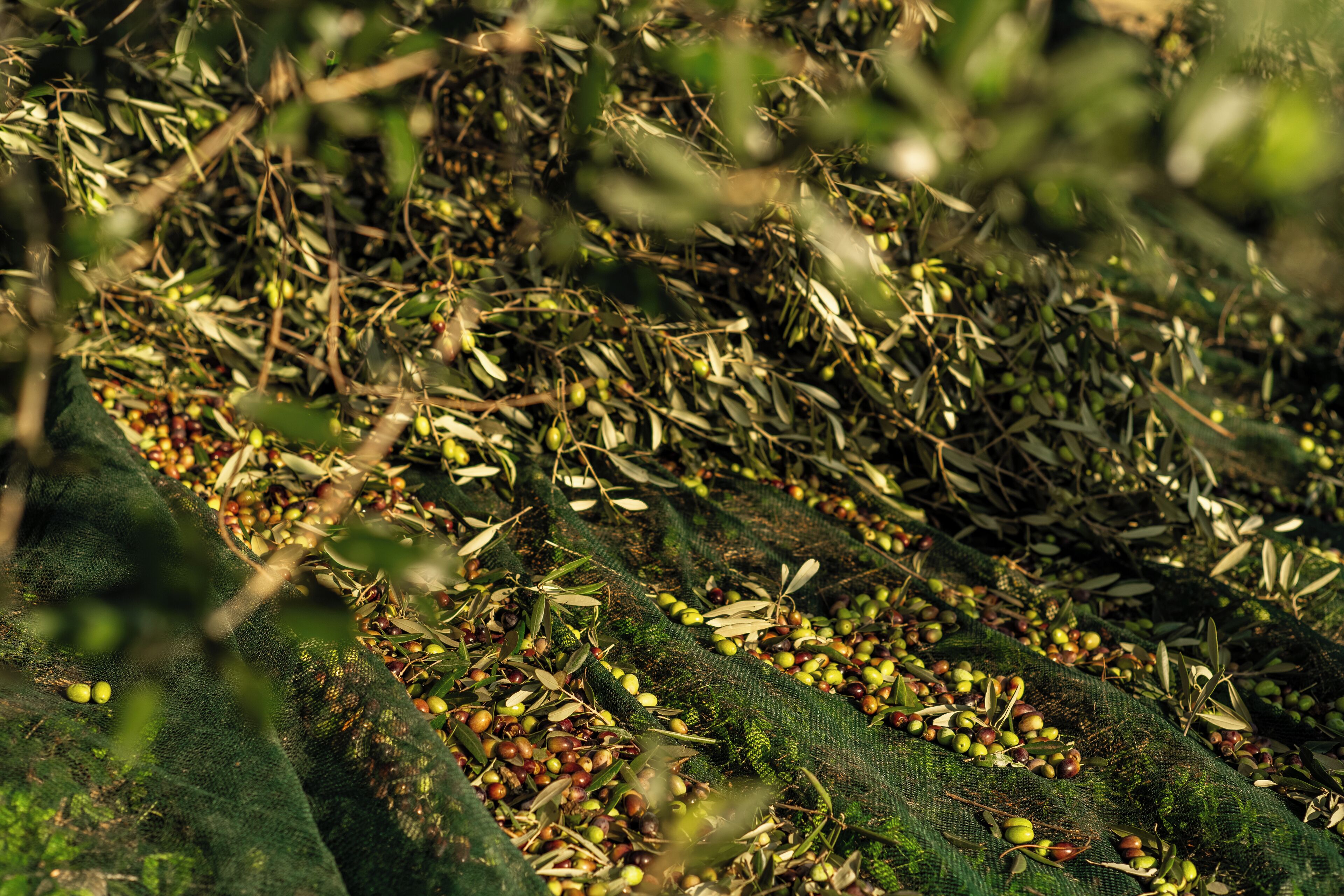 Olive branches and olives spread across a green fabric surface.