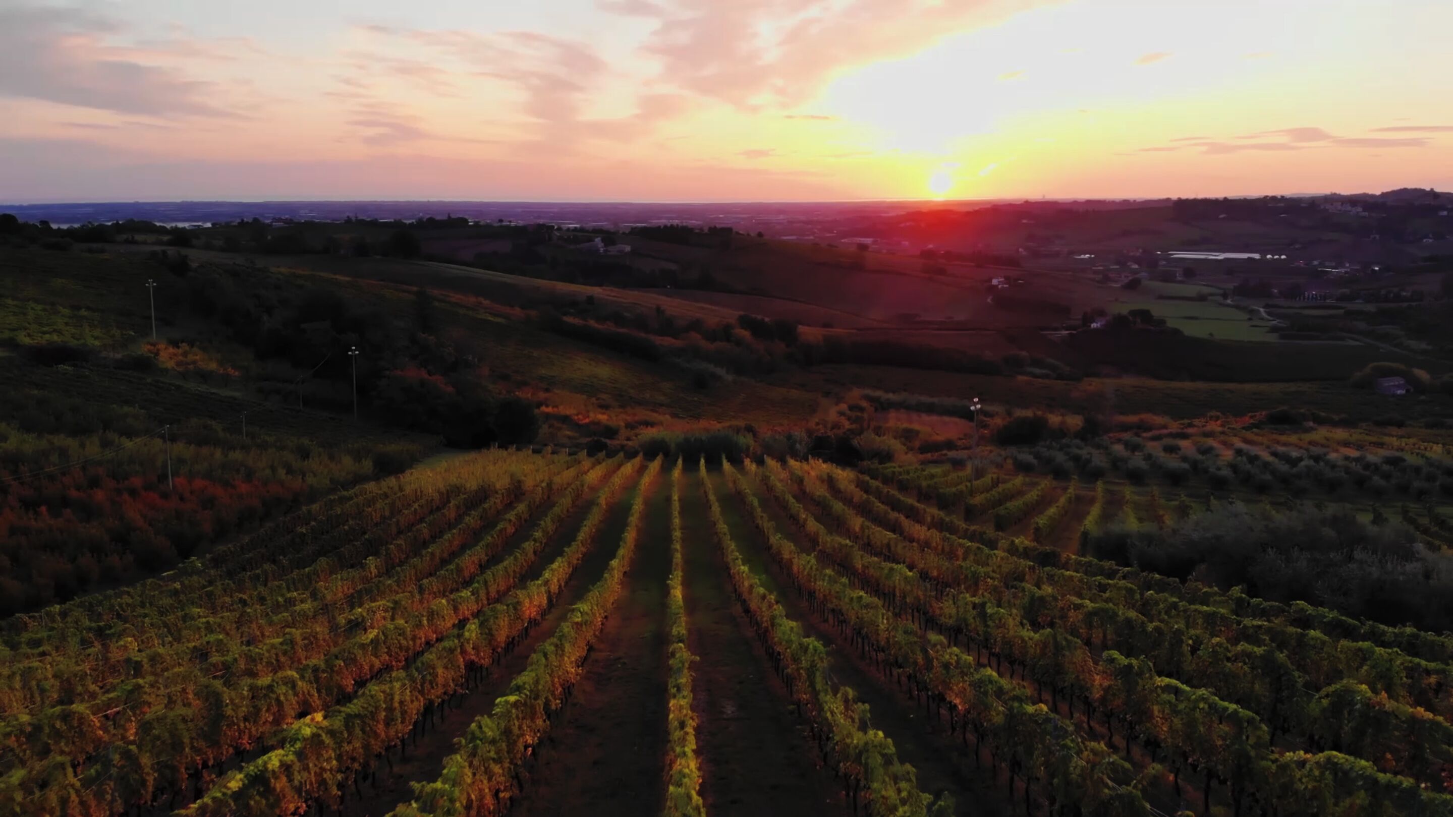 A vineyard with rows of grapevines extending into the distance, under a sunset sky.