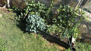 A garden with various plants and a stone wall. - Bridgeton suites (El Paso)