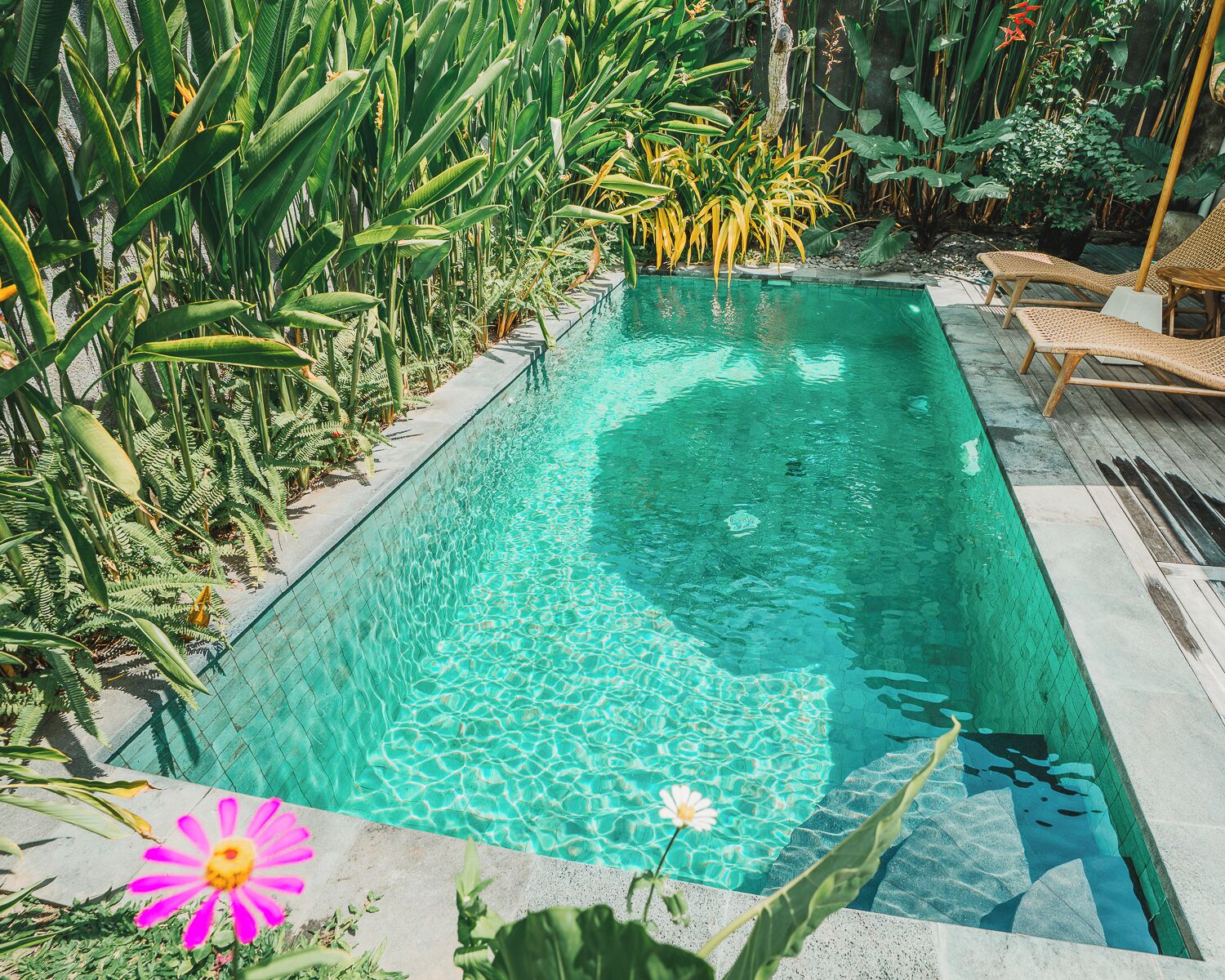 Ein rechteckiger Swimmingpool mit klarem Wasser, umgeben von üppiger tropischer Vegetation und Holzliegen.