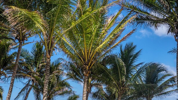 A couple by a pool with palm trees and a view of the ocean. - Mantaray Tulum (Tulum)