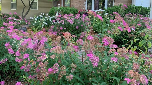 Una casa de ladrillo con el número '2023' en la pared y un jardín lleno de flores rosas.