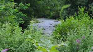 Un paisaje natural con un río, vegetación densa y plantas con flores.