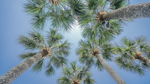 A view of tall palm trees against a clear blue sky. - Royal Palms Motel (Tybee Island)