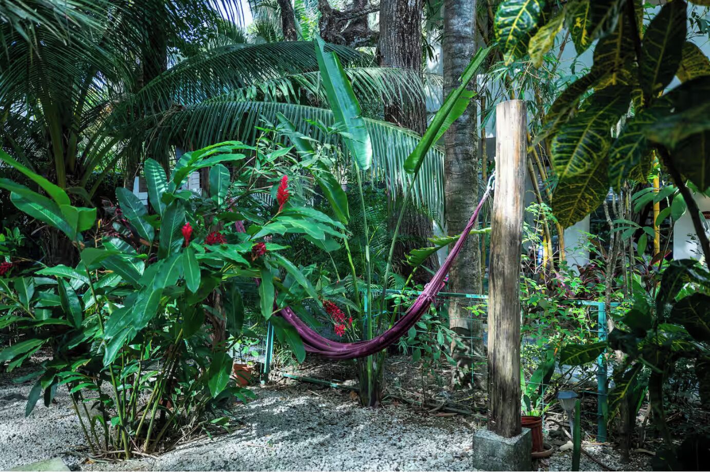 Una hamaca en un jardín exuberante con diversas plantas tropicales y un sendero de hormigón.