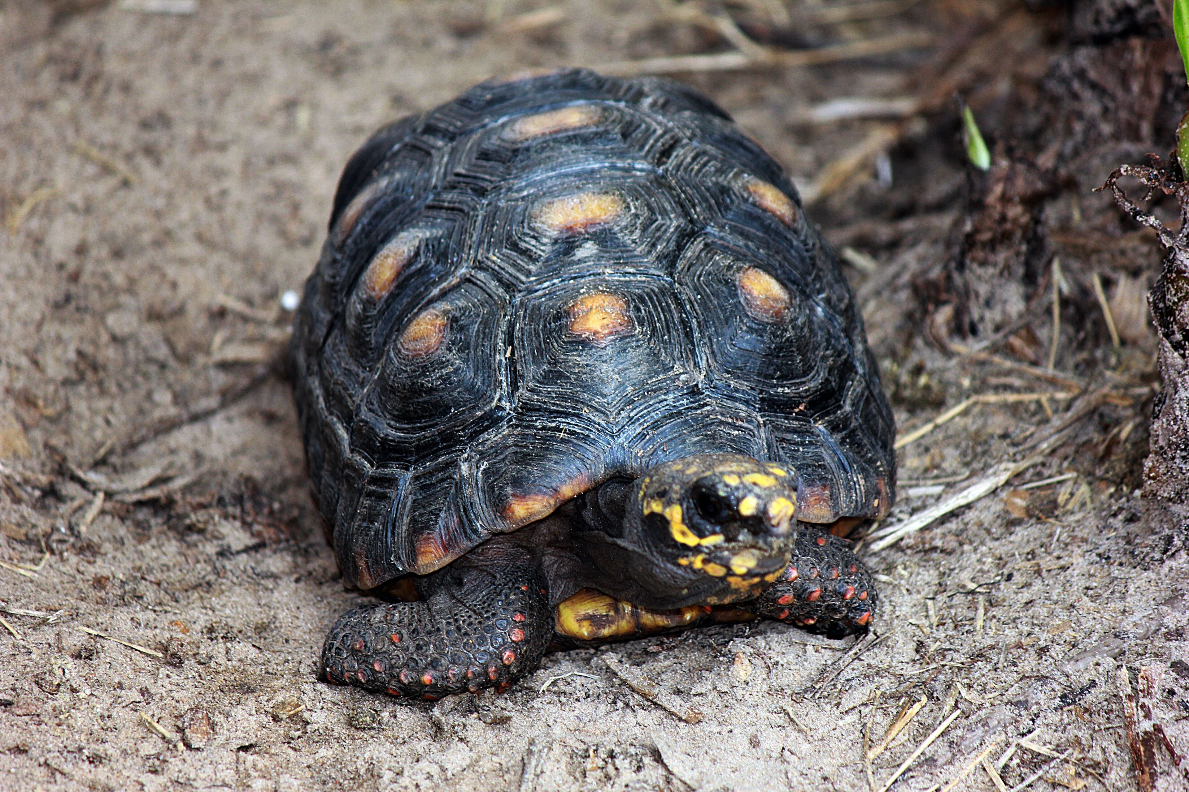 Een schildpad op de grond.