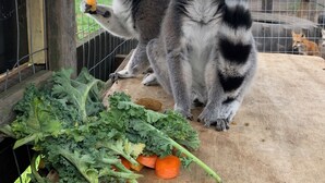 Two lemurs in a zoo enclosure with wooden platforms and a variety of leafy greens and carrots on the ground.