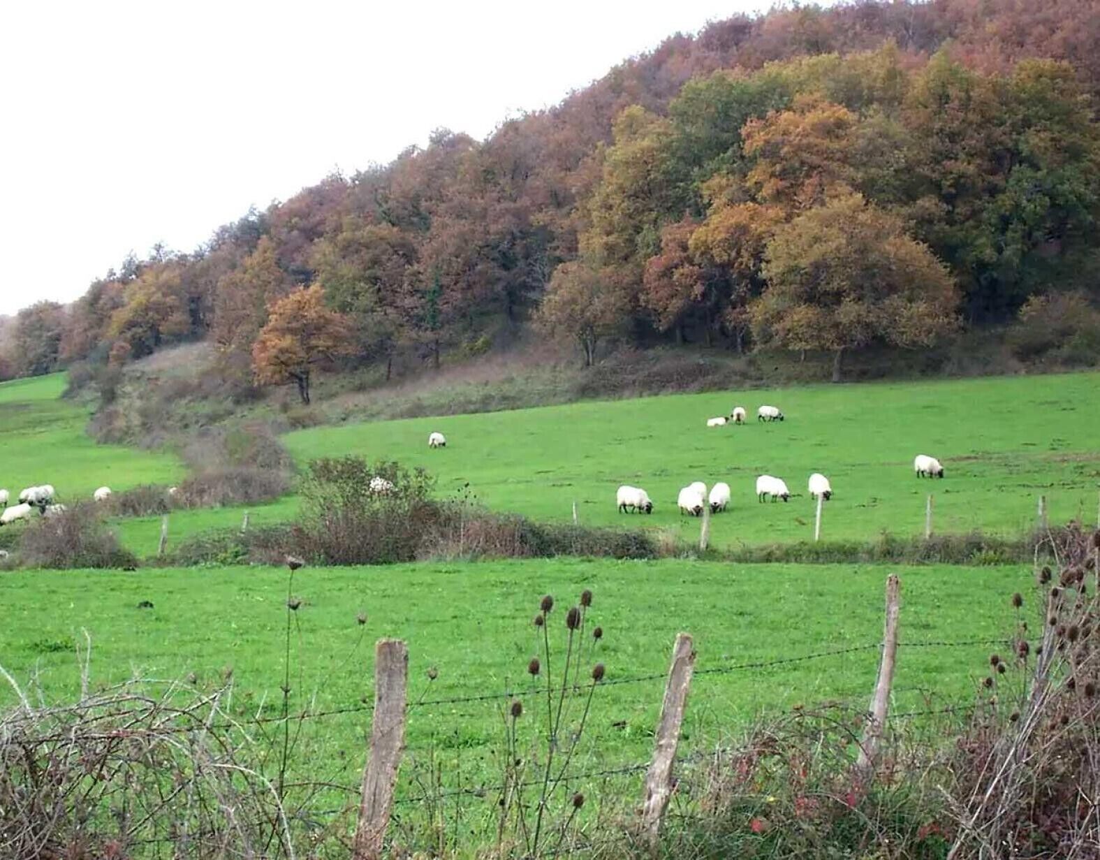 A rural landscape with a green field, sheep grazing, and trees in the background.