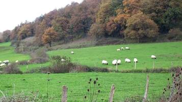 A rural landscape with a green field, sheep grazing, and trees in the background.
