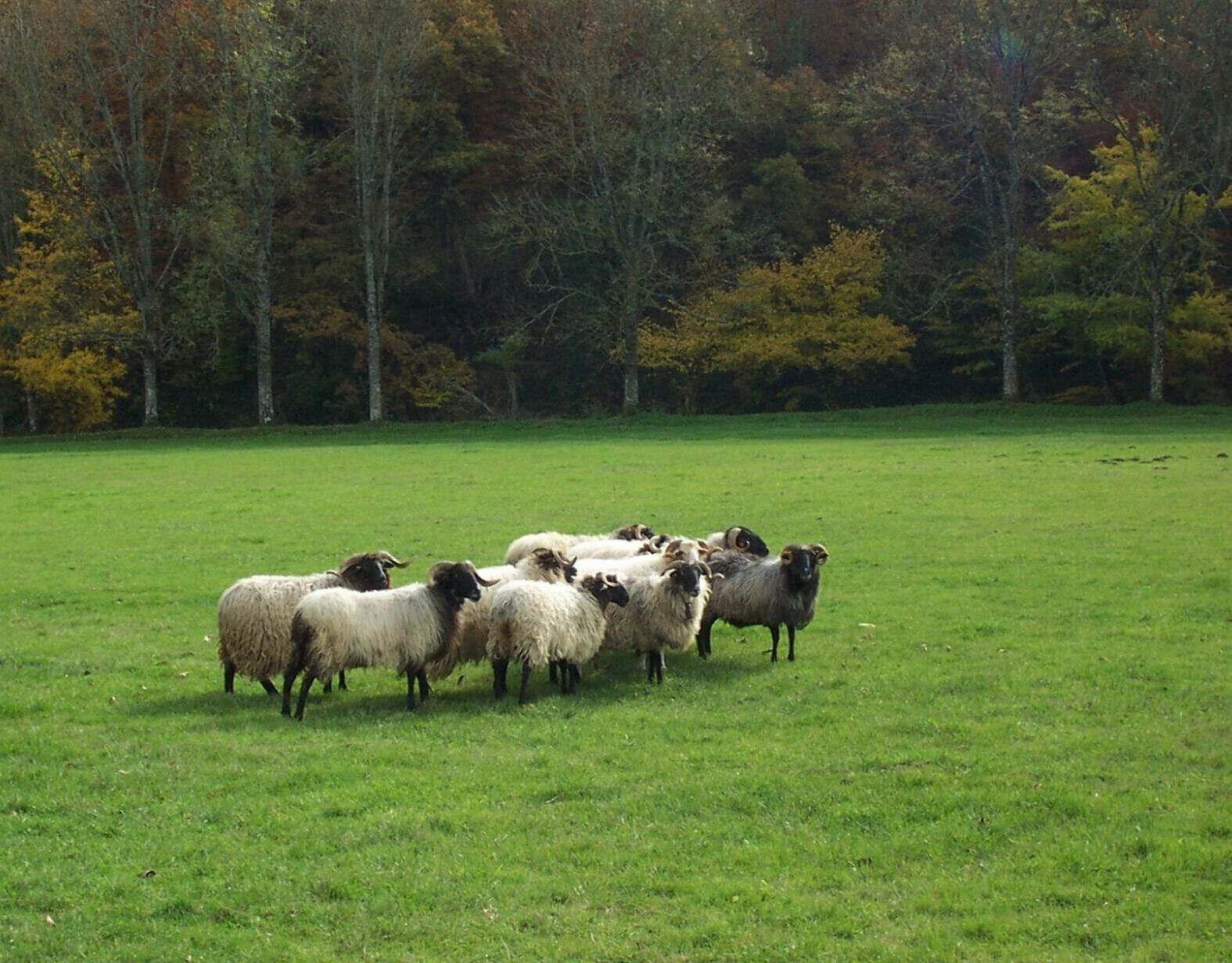 Un grupo de ovejas en un campo de hierba con árboles al fondo.