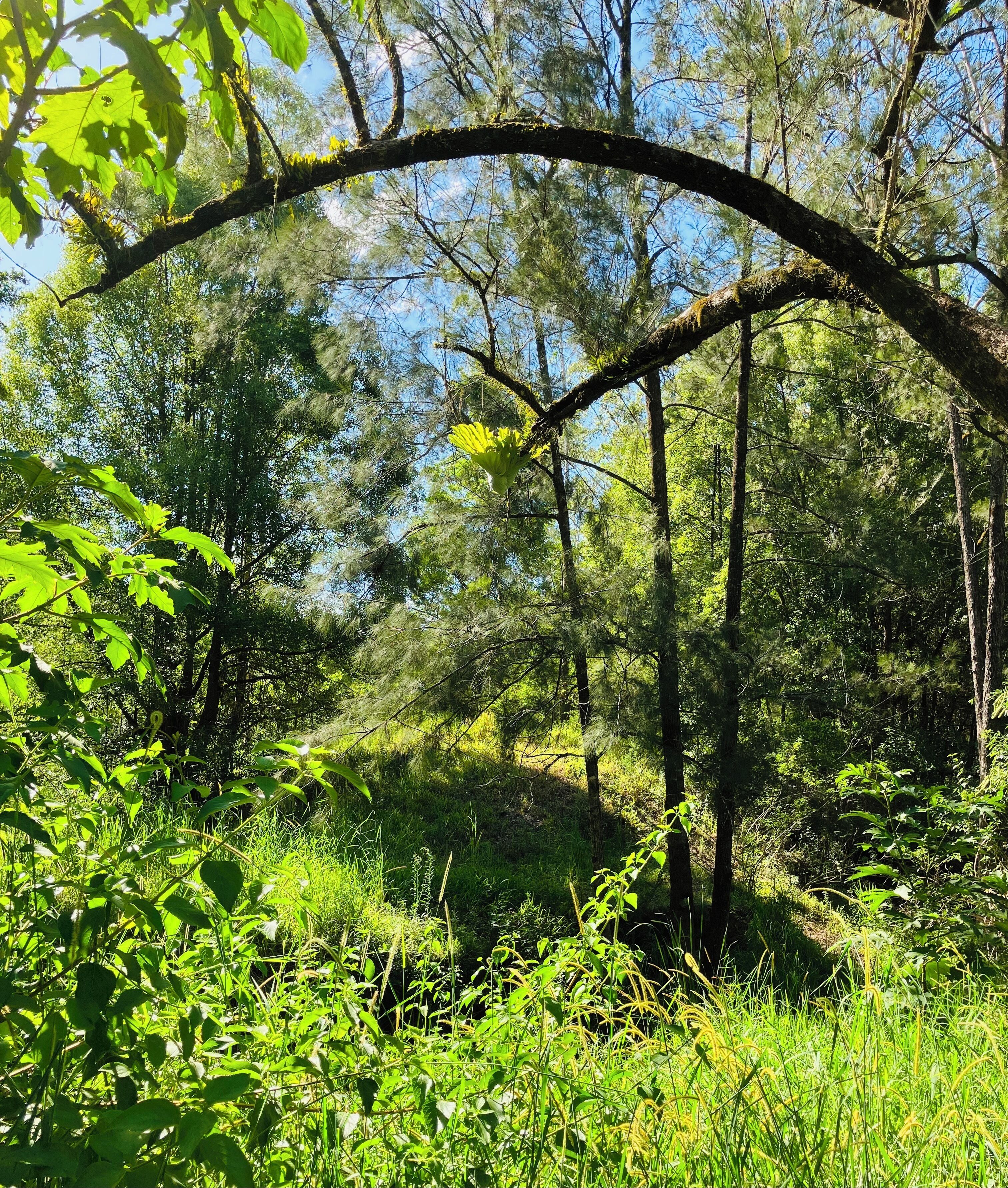 A forested area with dense greenery and sunlight filtering through the trees.