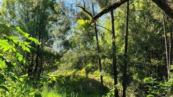 A forested area with dense greenery and sunlight filtering through the trees.