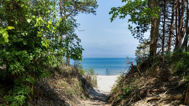 Un sentiero sabbioso che conduce a una spiaggia, fiancheggiato da una fitta vegetazione.