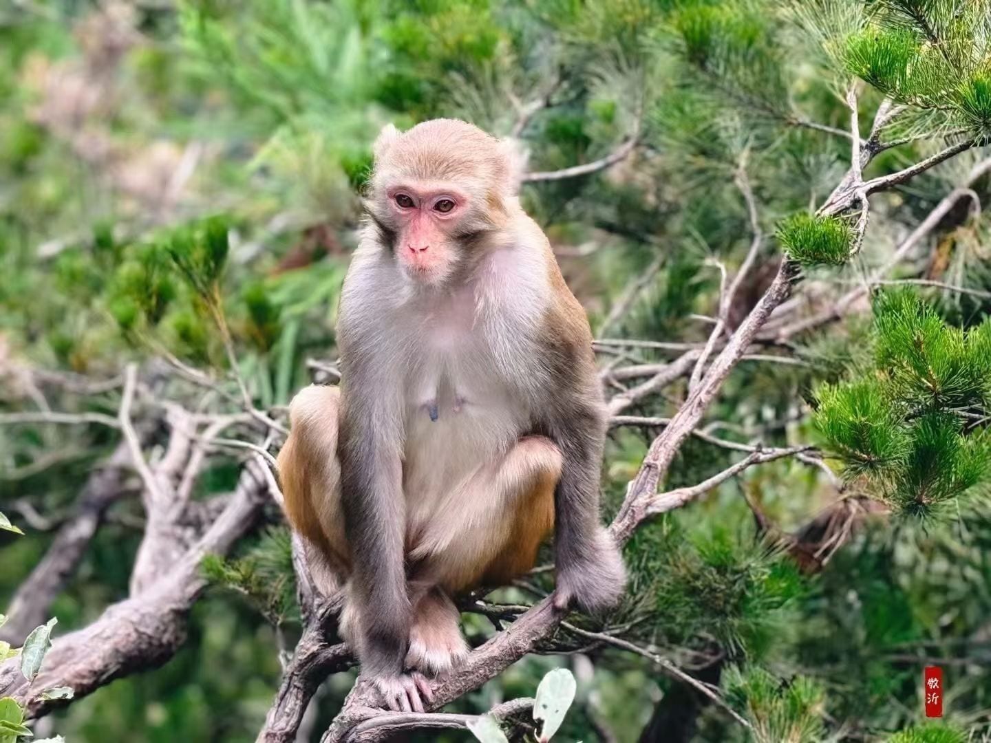 A monkey sitting on a tree branch surrounded by green foliage.