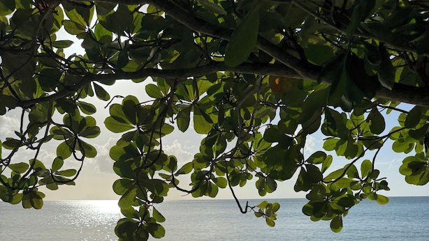 Una playa con huellas en la arena y vista al océano entre las ramas de los árboles.