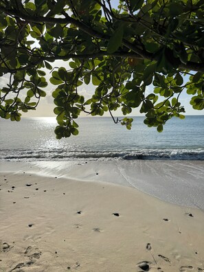 Une plage où l’on peut voir des empreintes de pas dans le sable et, à travers les branches des arbres, une vue sur l’océan.