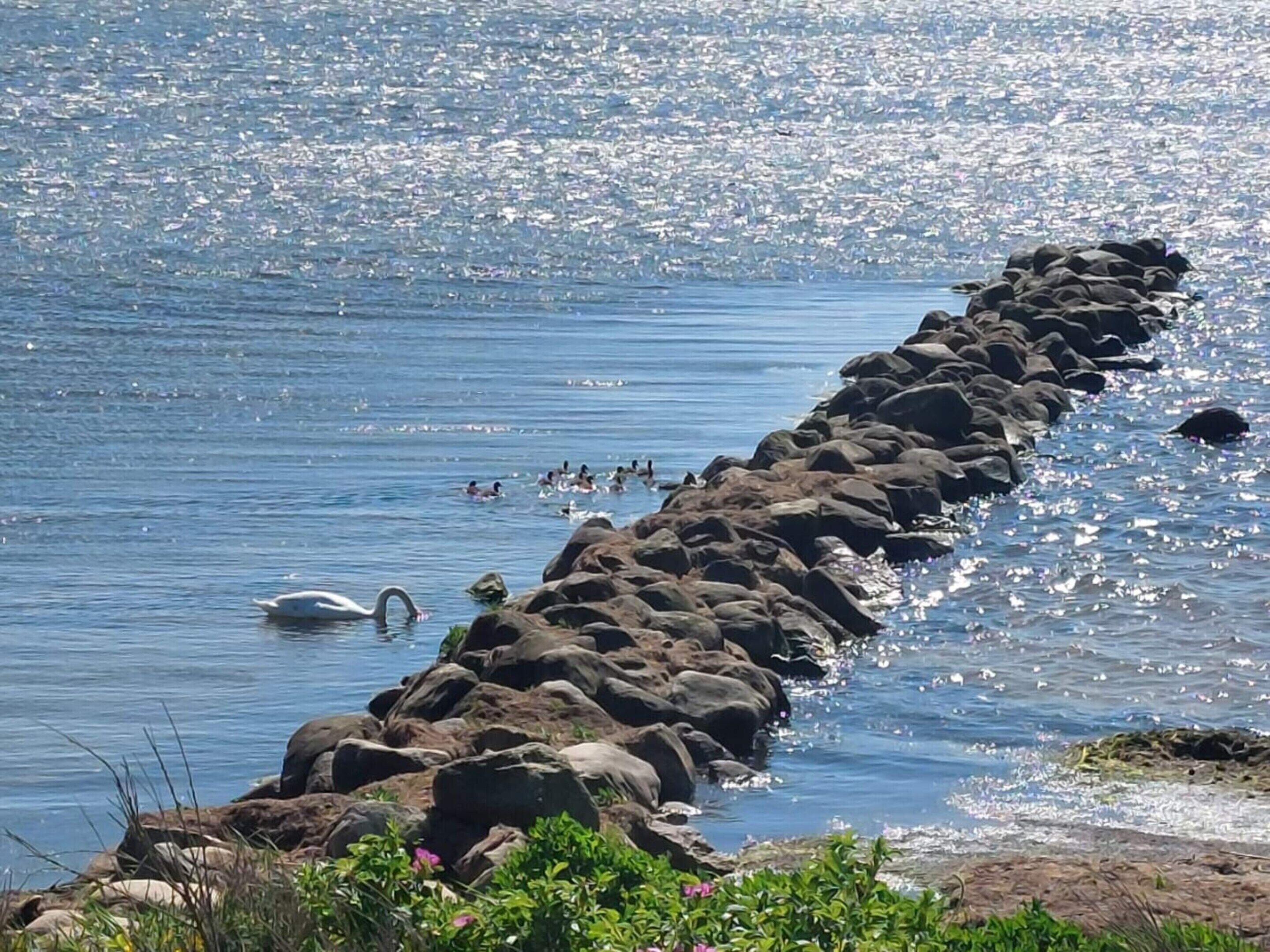 A coastal scene with a long row of rocks extending into the water, a swan swimming near the shore, and a few people in the water.