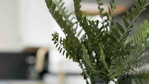 Ein ordentlich gefaltetes weißes Handtuch auf einer weißen Oberfläche, ein Topfpflanzen mit grünen Blättern und eine weiße Vase.