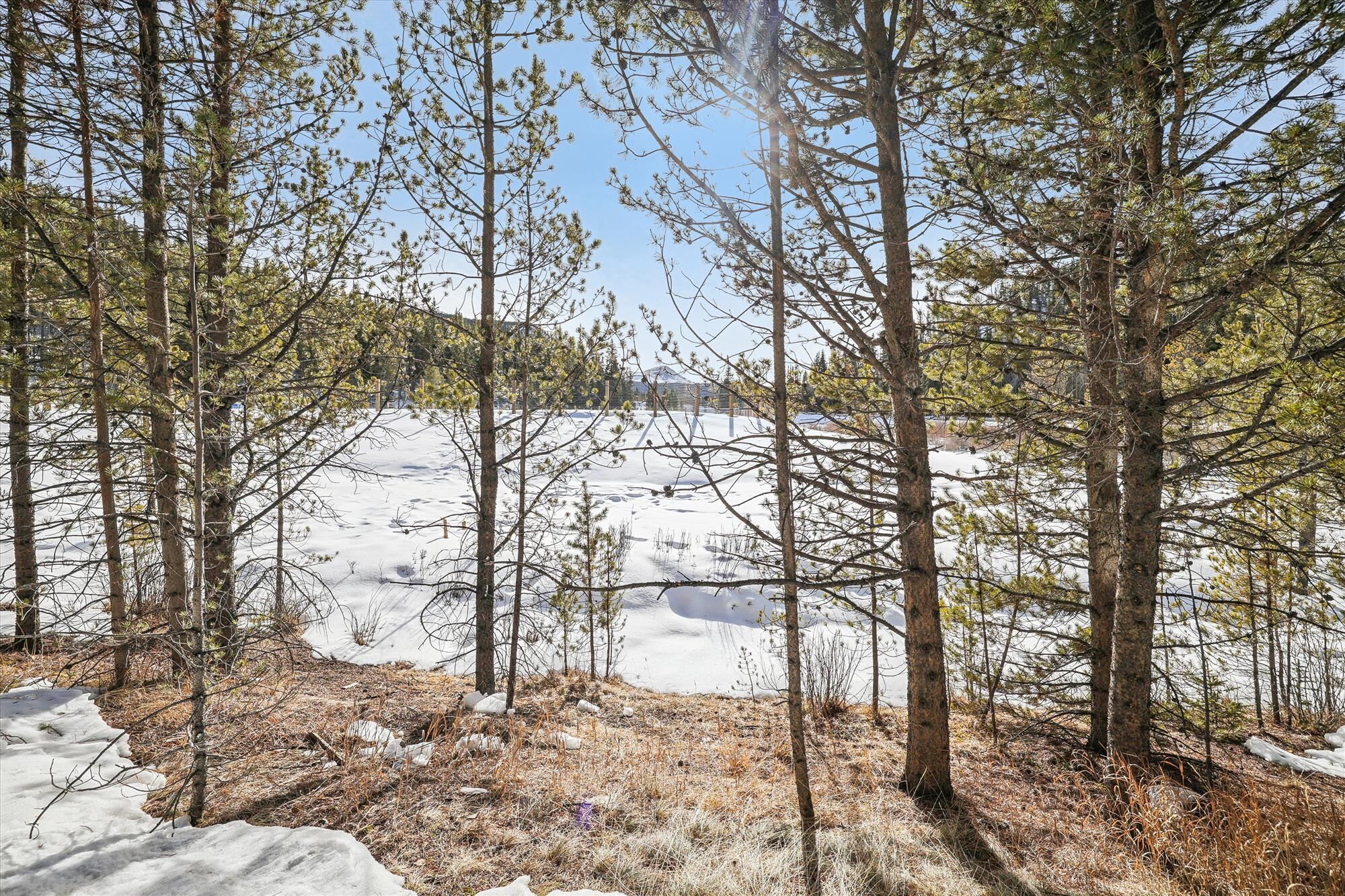 A snowy forest with tall trees and a clear sky.