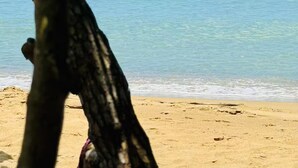 Une plage avec une eau cristalline et un arbre au premier plan.