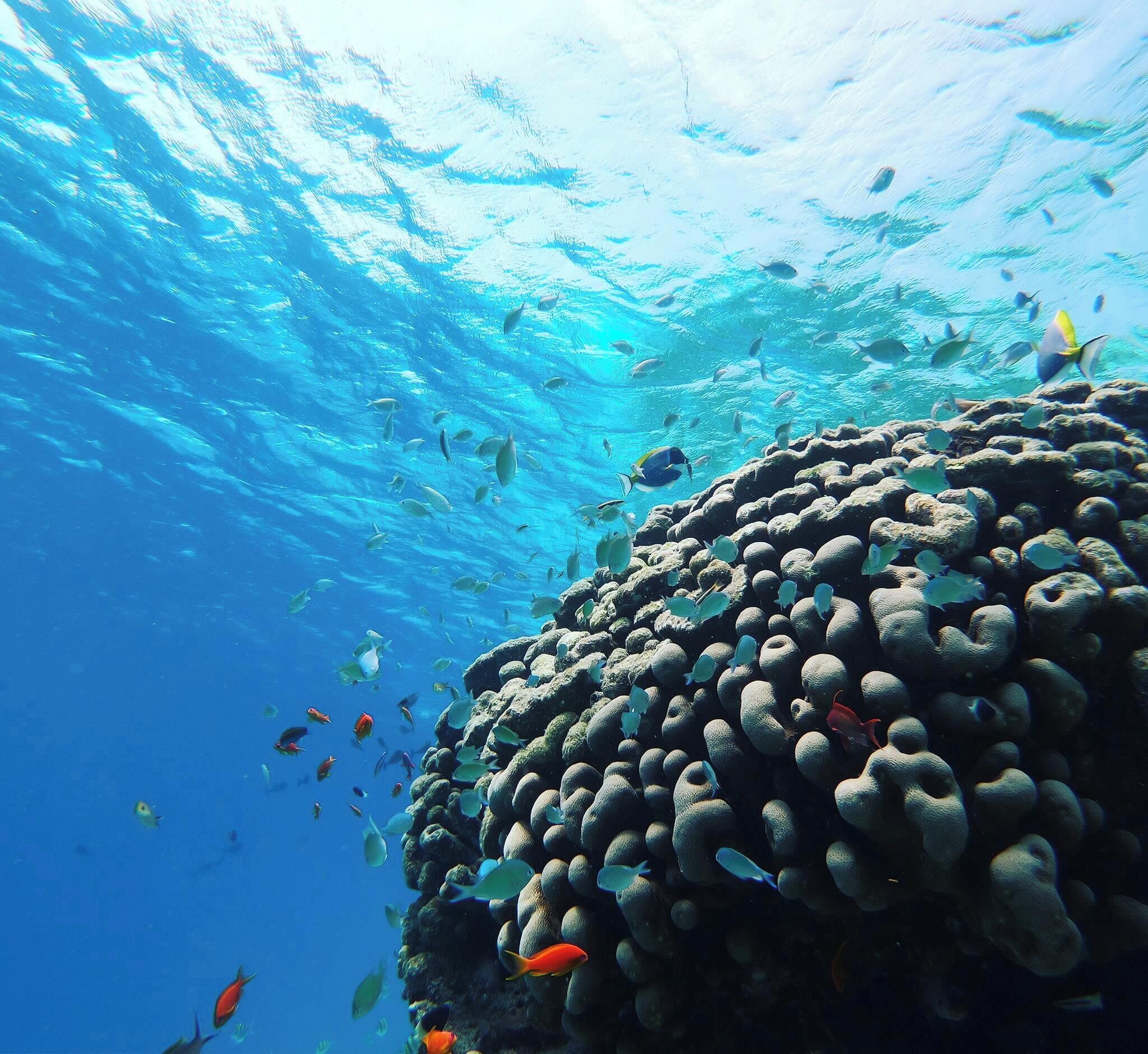 Photo - Rattehi Inn at Rakeedhoo