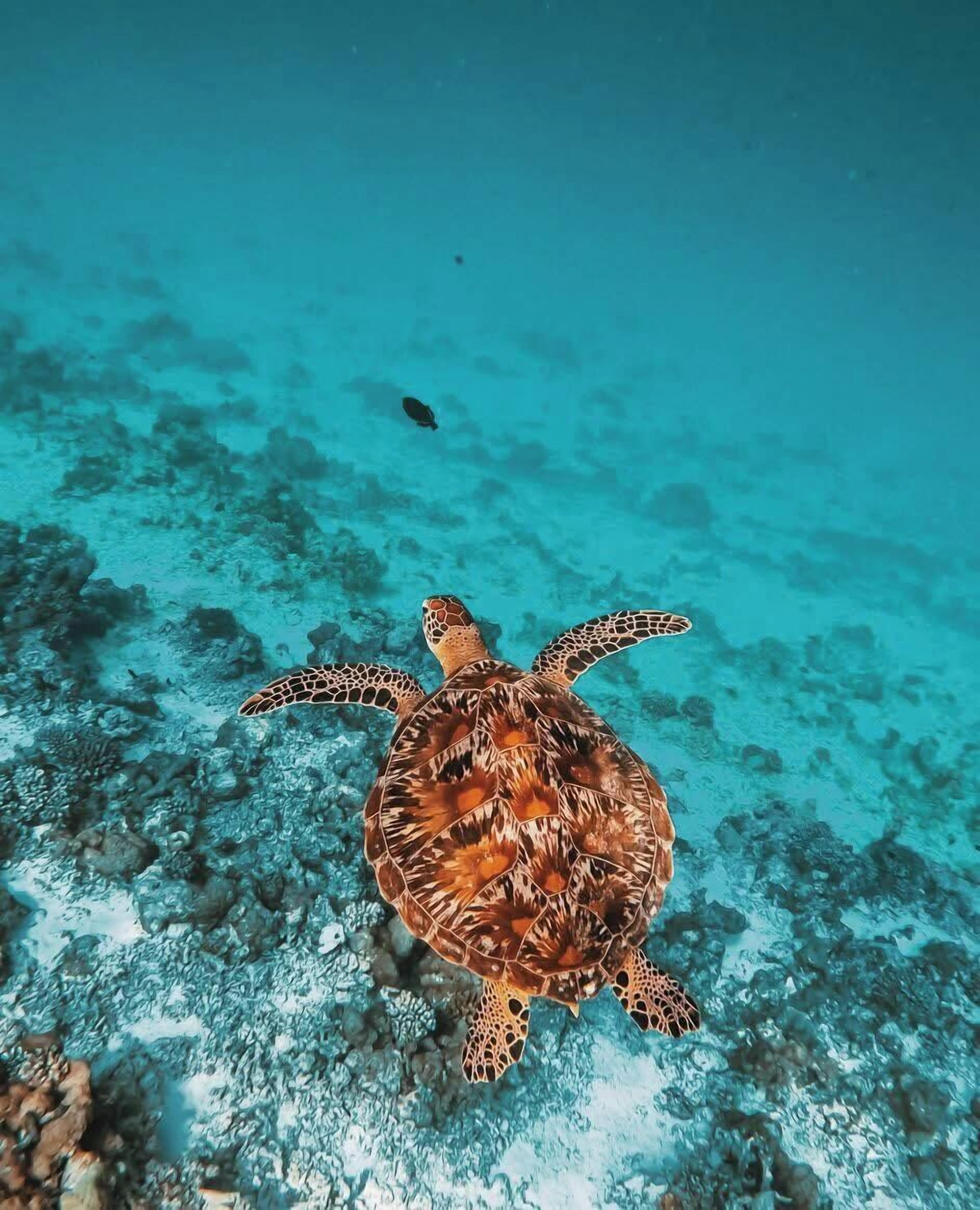 Photo - Rattehi Inn at Rakeedhoo