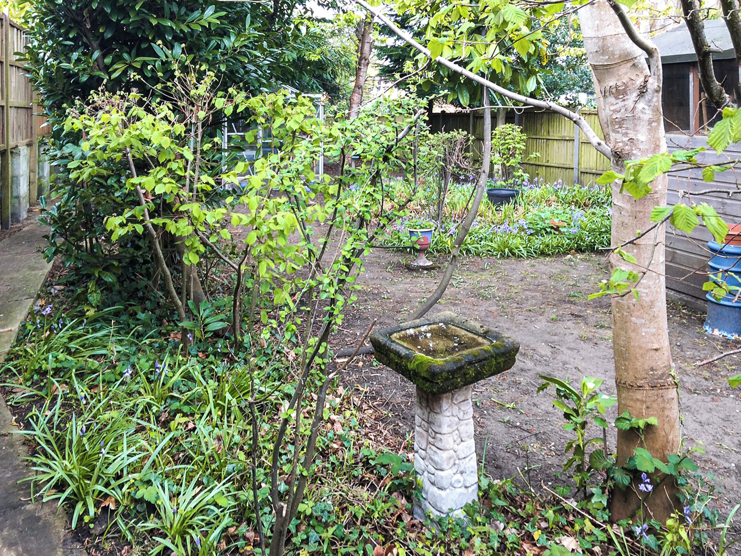 A garden with a birdbath, various plants, and a wooden fence.