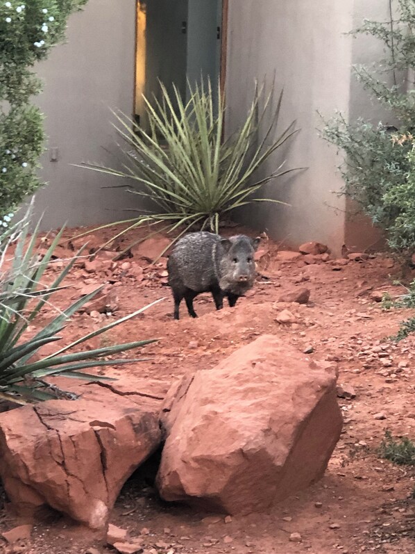 Terrein van de accommodatie