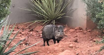 Prickly Pearadise: 3-bedroom condo in Sedona with hot tubs, pool & tennis
