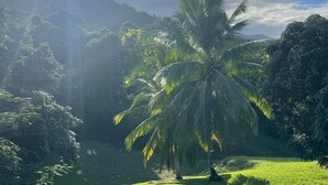 A palm tree in a grassy area with a mountain in the background. - Casona Mirimou-Country and Beach House! (Luquillo)