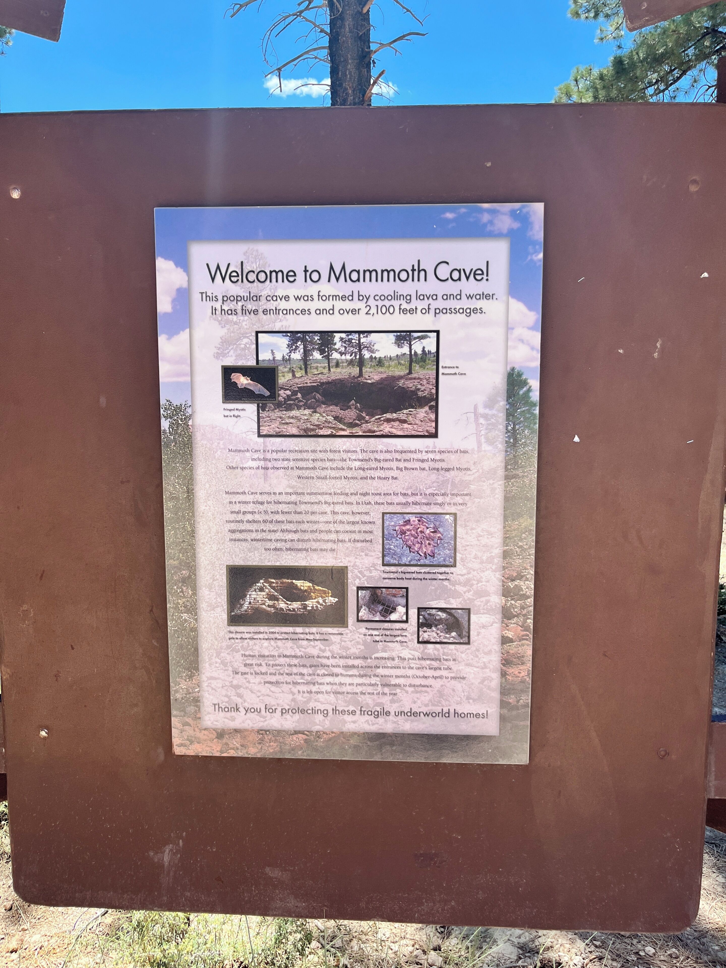 A signboard with information about Mammoth Cave, including its formation, entrances, and bat species.