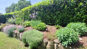 A landscaped garden with various plants and shrubs, a stone retaining wall, and a grassy area. - Lake Constance pearl! Cozy 3.5 room apartment with beautiful garden near Lake Constance (Friedrichshafen)