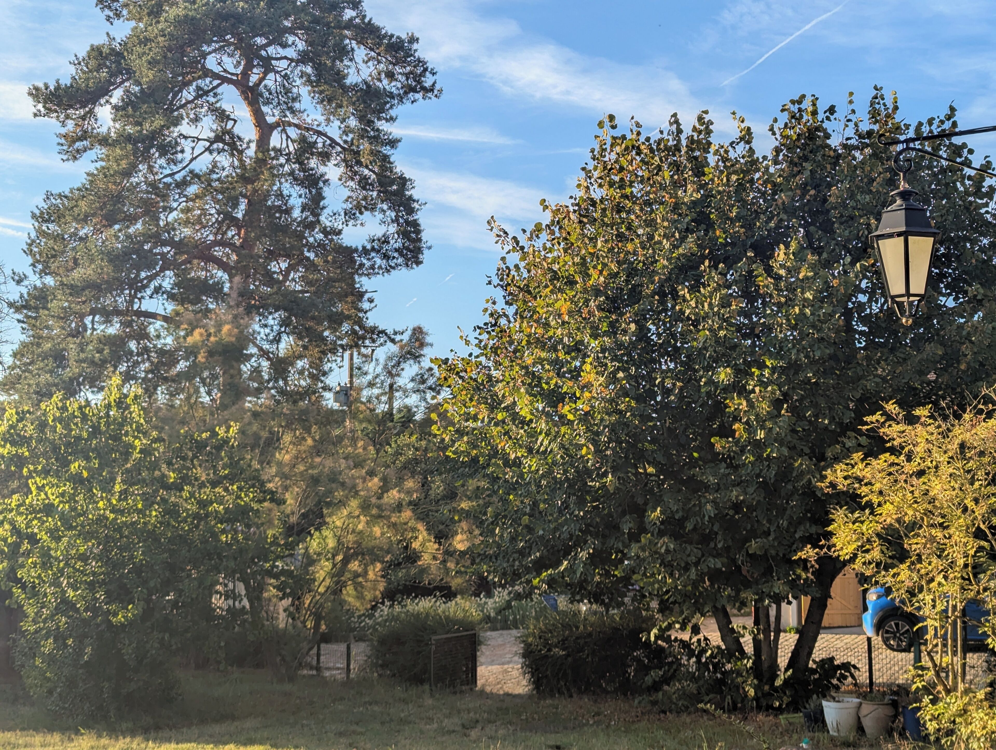 Un parc avec des arbres, un lampadaire et une voiture bleue.