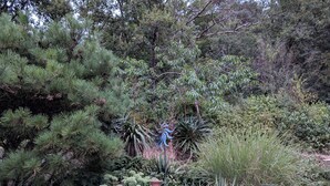 Un jardin où l’on trouve différentes espèces de plantes, notamment des pins et une sculpture bleue.
