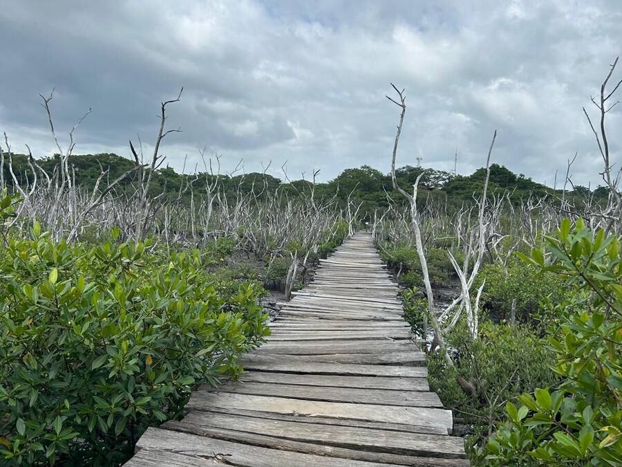 En trägång som leder genom en mangroveskog.