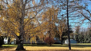A park with a large tree and a small building in the background. - Private Lakeside Escape on Devils Lake  (Devils Lake)
