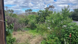 A lush garden with various plants and trees, a clear sky, and a power line in the background. - One or Two rooms in house in O'Connor close to Civic, Dickson and Belconnen! (O'Connor)