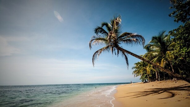 Une plage avec une eau d’un bleu limpide, un rivage sablonneux et des palmiers.