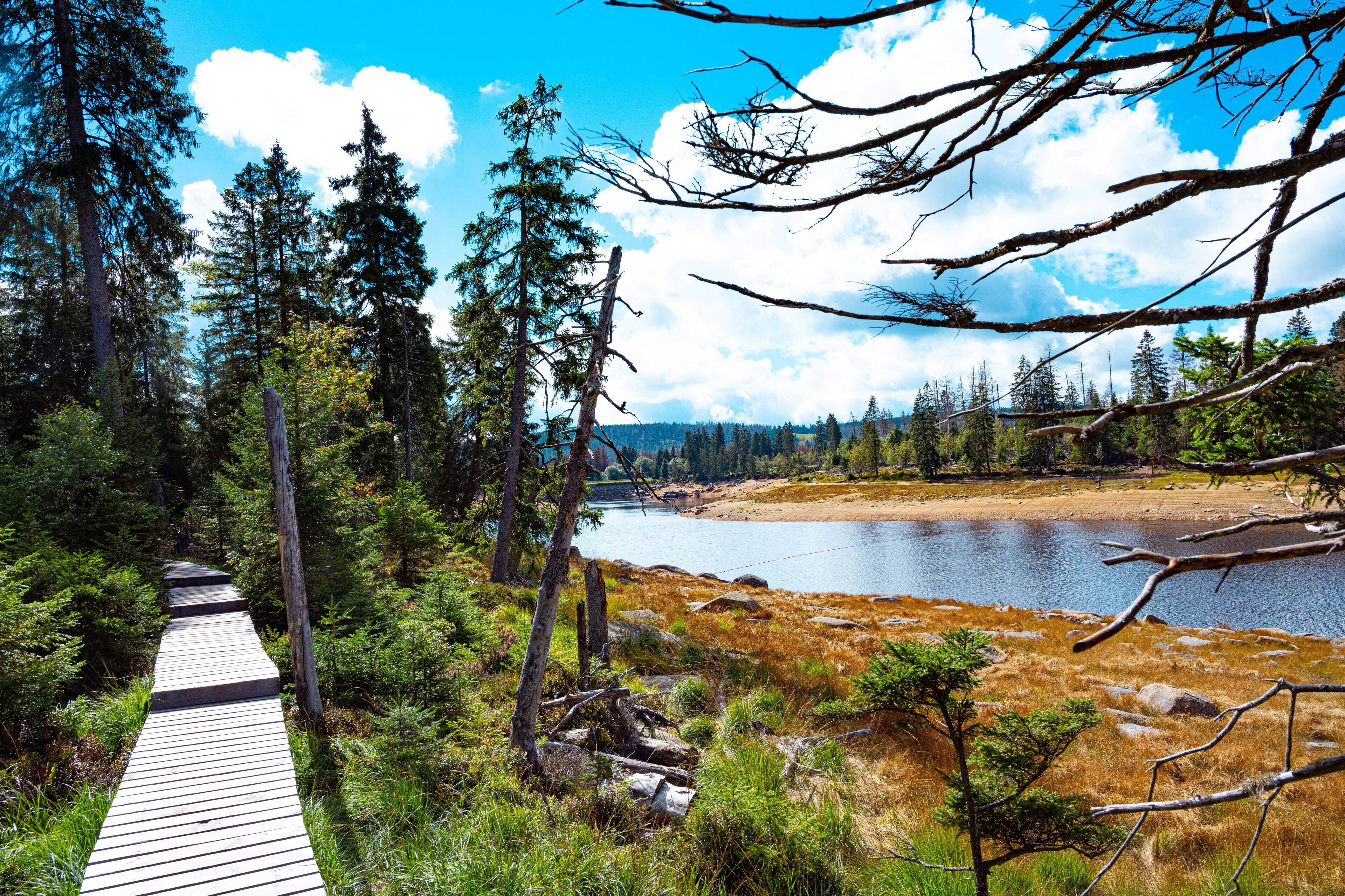Un paseo marítimo de madera que conduce a un lago rodeado de un bosque denso y montañas.
