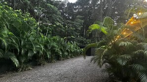 A gravel path surrounded by dense tropical foliage.