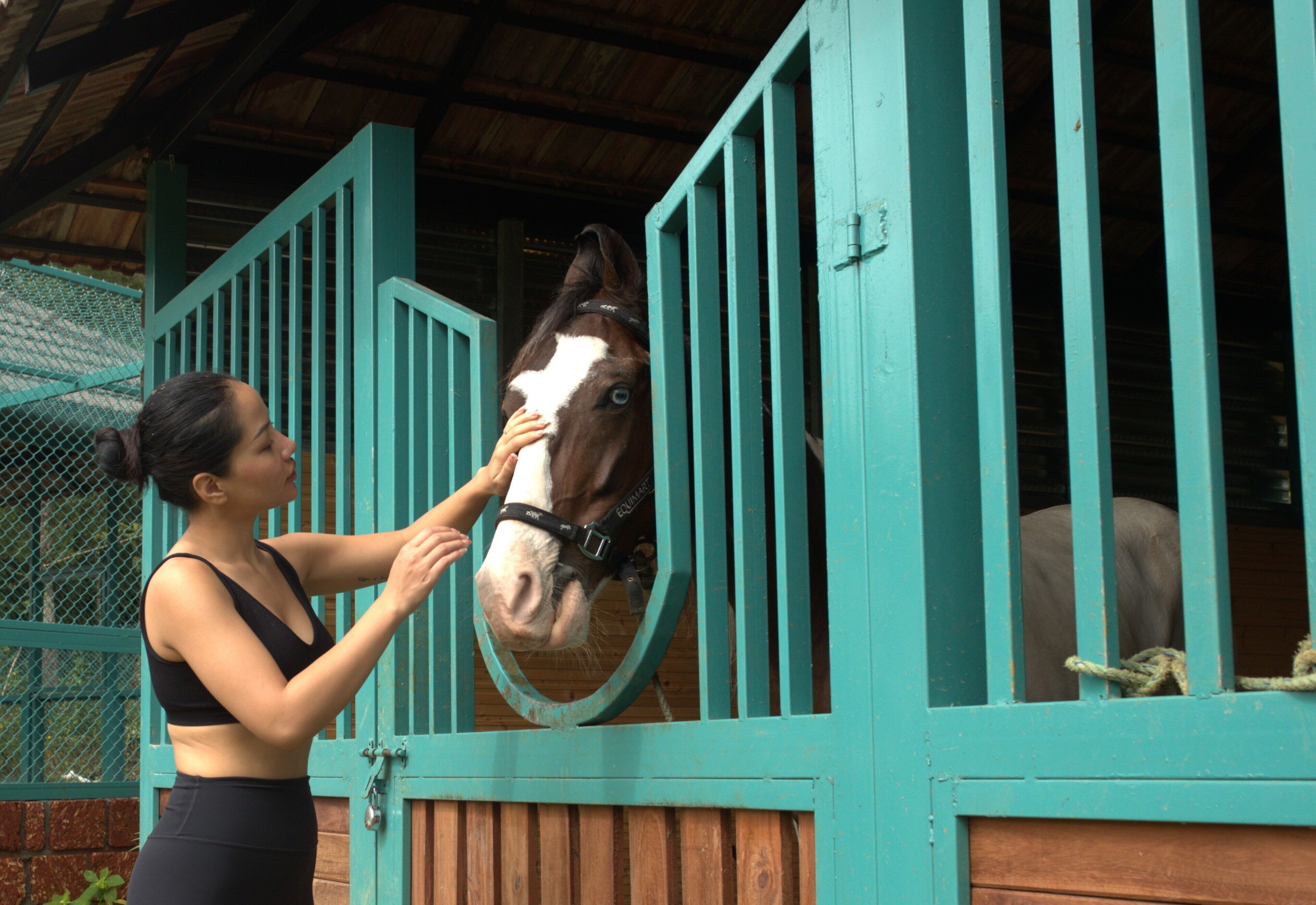 A person interacting with a horse inside a stable with teal-colored walls and a wooden door.