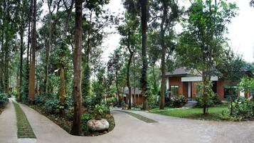 A pathway leading to a modern house surrounded by dense forest.