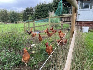 Property grounds - The farm, stay with beautiful views among animals (Vordingborg)