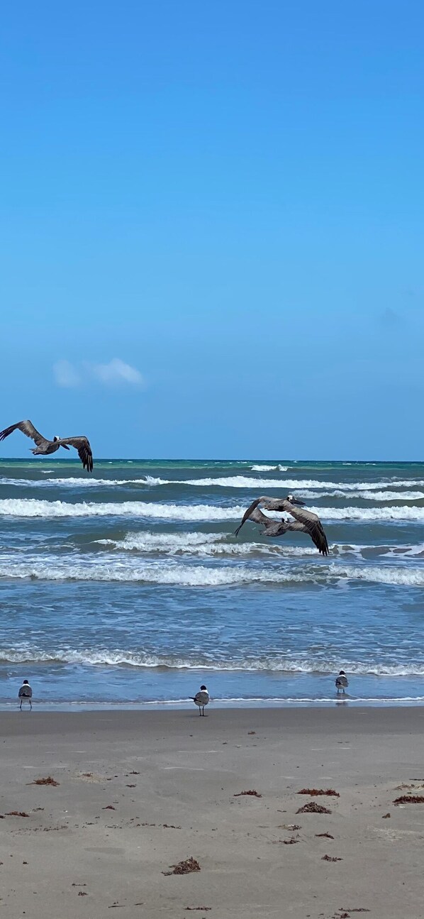In Strandnähe, Liegestühle, Strandtücher