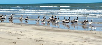 Beach Condo- heated pool-spa salt-slps 4 , king & qn upon request.- 3 min walk