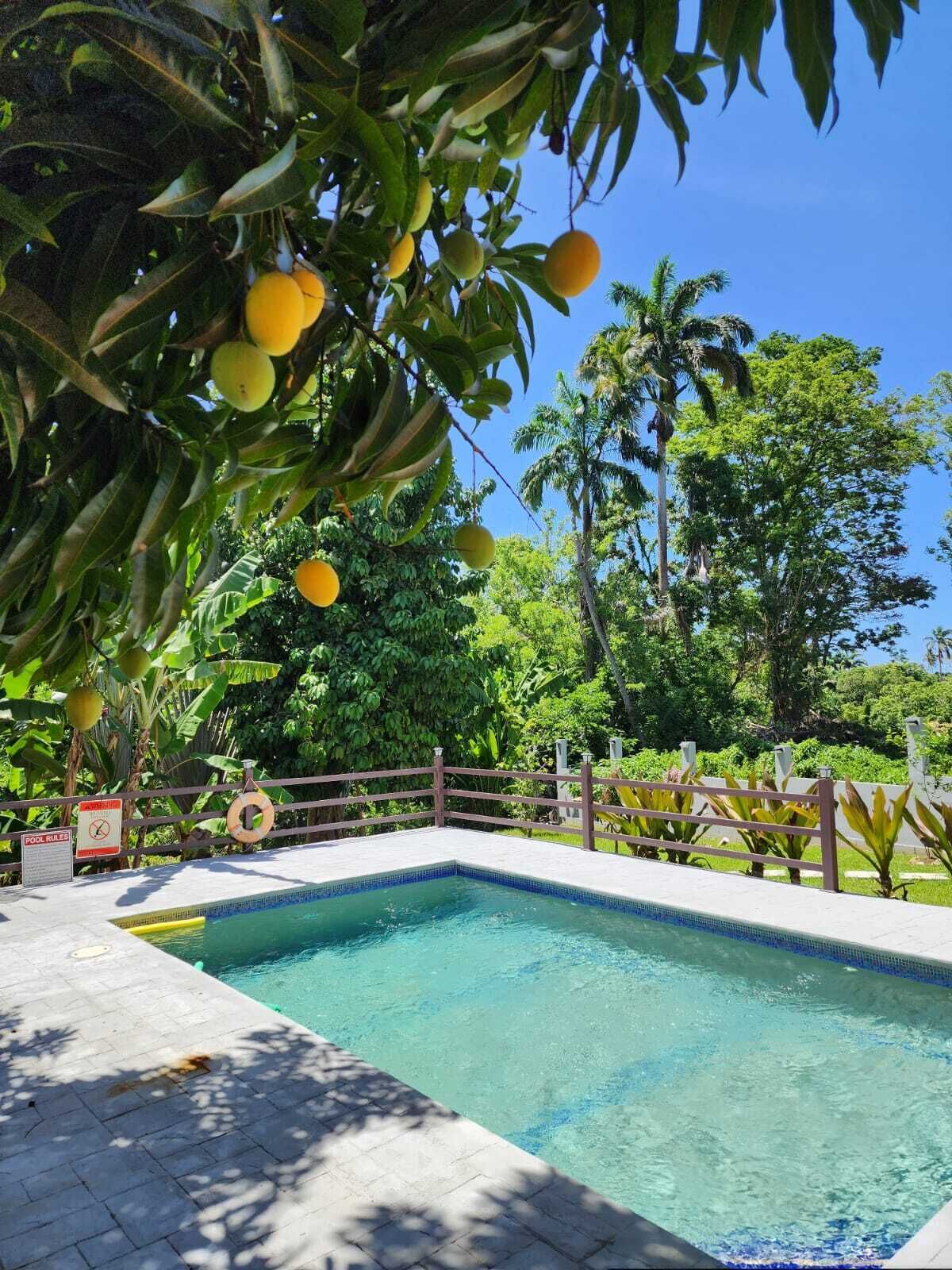 Une piscine dont le bord est revêtu de carreaux, entourée d’une végétation luxuriante et de palmiers.