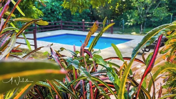 A swimming pool surrounded by lush greenery and a wooden fence. - Tropical Apartments Tobago : Palm Apt 2 (Carnbee)