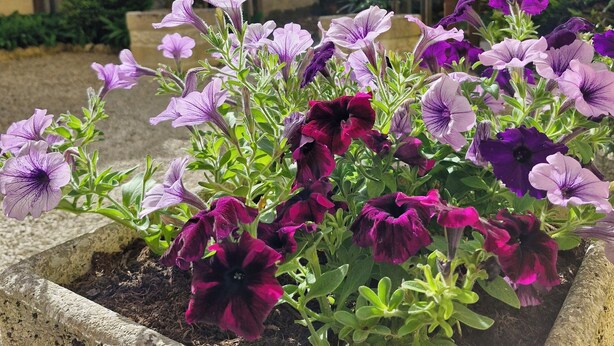 A garden bed with purple and white flowers, a wooden pergola, and green shrubs in the background. - Apartment with private courtyard and parking in Sarlat town center (Sarlat-la-Canéda)