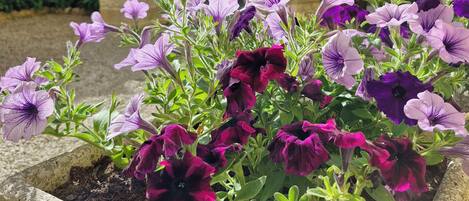 المنطقة المحيطة بالمنشأة